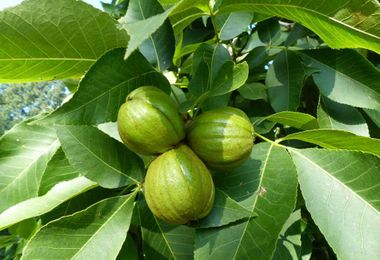 A Beginner’s Guide: How to Identify Hickory Nuts