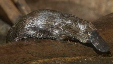 Swim by This Playful New Platypus Cam