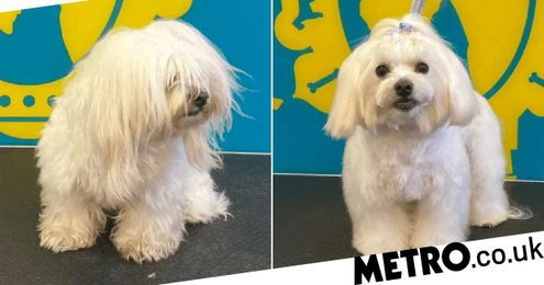 Take a look at these happy dogs before and after their much-needed haircuts