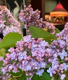 Flowers that Whisper of Loved Ones