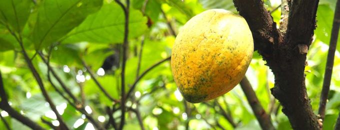 Cocoa might not be forever, but a kingdom is working to make it so