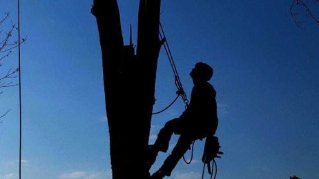 Out on a limb: 5 signs it's time to call a tree service