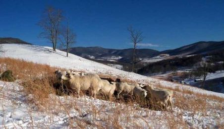 Effective Copy Starts with Counting Sheep