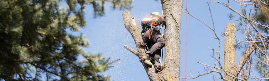 How live answering can help your tree service