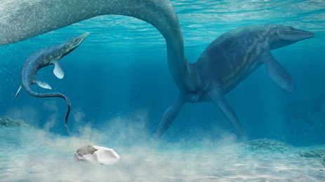 Scientists Find The Biggest Soft-Shelled Egg Ever, Nicknamed 'The Thing'