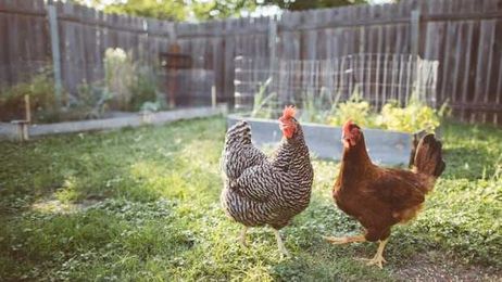 Everything you ever wanted to know about keeping chickens in your backyard