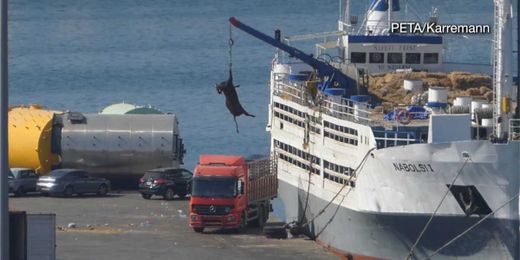 Shocking Ways Live Animals Are Shipped Globally for Leather