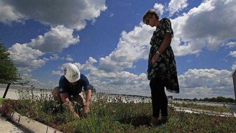 When it rains, Springville-Griffith roof grows