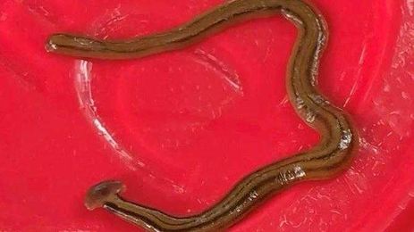 Hitchhiking hammerhead worm kills native earthworms