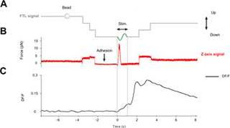 Mechanosensitivity is an essential component of phototransduction in vertebrate rods