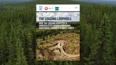 Report: The Logging Loophole