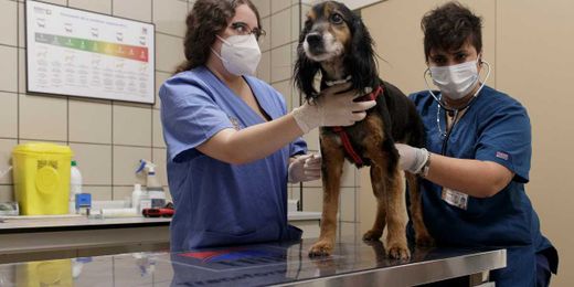 Veterinarians are turning to virtual visits to care for Fido