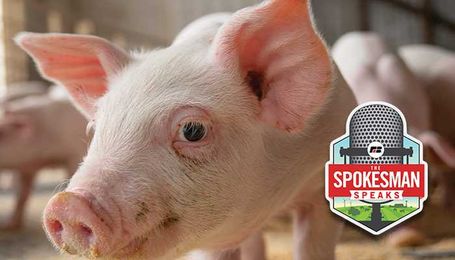 How to protect your livestock farm and beef up security