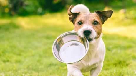 The basic drink all pets need this summer