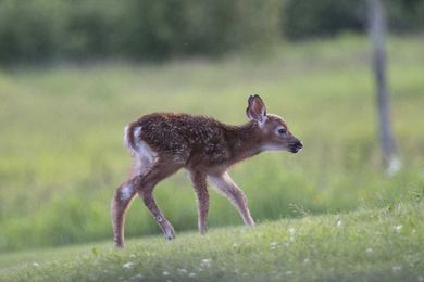 5 ways to attract wildlife to your backyard