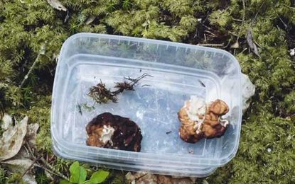 The Poisonous Mushroom Finnish People Love to Eat