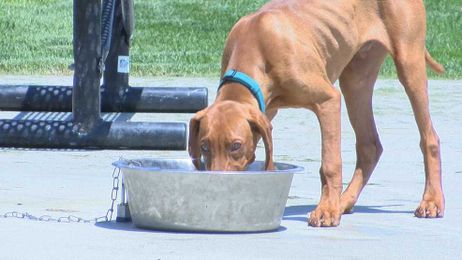 Vets give preventative tips to keep pets safe during triple digit temperatures
