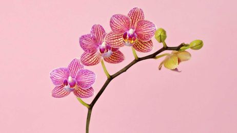 Orchid Care Tips to Help This Fussy Flower Thrive
