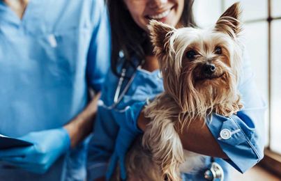 5 Tips for Reducing Your Dog’s Stress During Vet Visits
