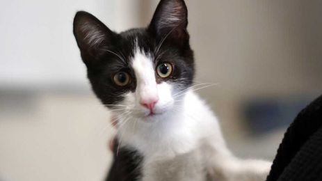 Why you don't want to use flea treatments for dogs on your cats