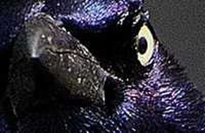 4 Basic Ideas for Photographing Birds