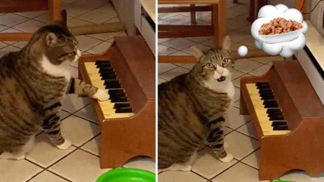 Clever cat plays tiny piano to let his owner know he’s hungry