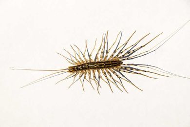 Where On The Human Body Are House Centipedes Able To Inflict Venomous Stings?