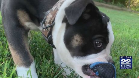 Keeping your pets safe while getting rid of unwanted pests