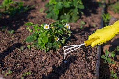 IN SEASON: The time is now to plan your fall and winter annual vegetable garden