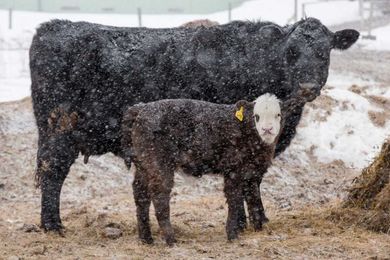 How to select the cold-hardiest livestock for winter farming