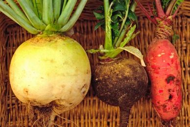 The surprising allure of winter radishes you can grow in your yard