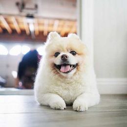Four Essential Tips for Dog Grooming at Home