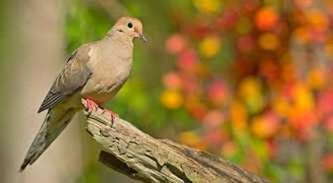 12 Frequently Asked Questions About Baiting on Dove Fields