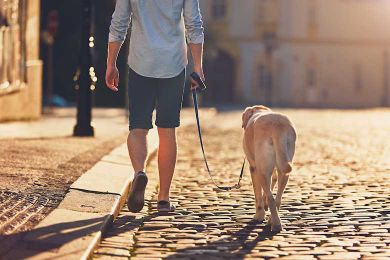 Does Your Dog Find 'Snacks' on Walks? Here’s What You Should Do