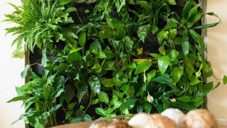 Green Living: How to Install a Living Wall