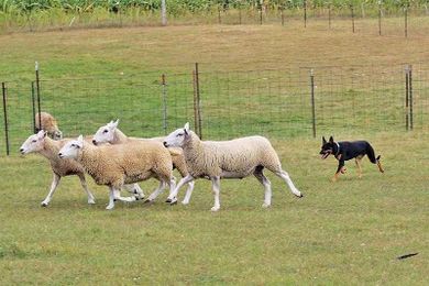 A matter of commitment: Yund teaches the finer points of herding