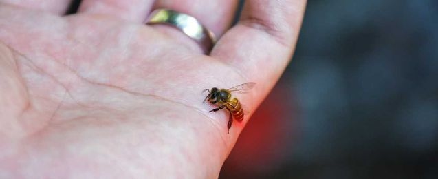 Bee Stings: A Go-To Guide