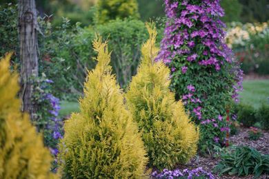 Fluffy is the golden conifer of your dreams