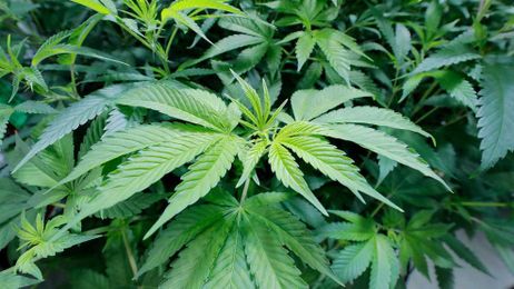 What pet parents should know about cannabis-based medical products