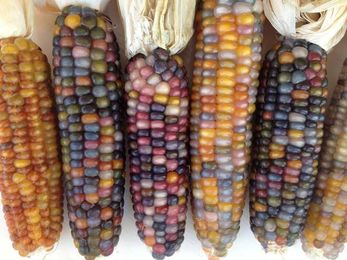 Seed Saving for a Delicious Future