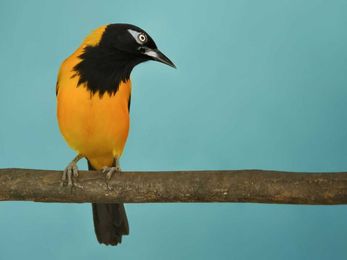 Women have changed birdsong research