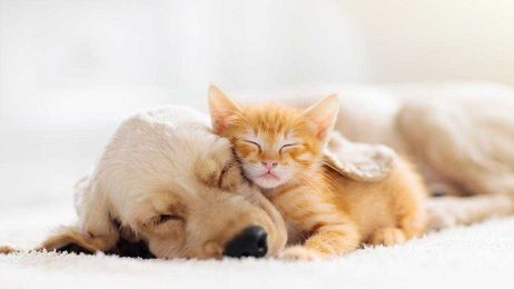 Watching videos of cute animals is good for your health, study finds
