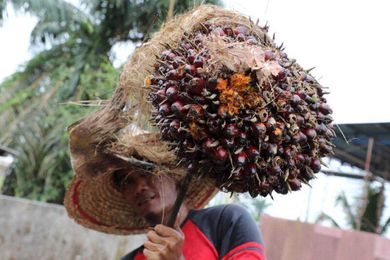 Can global brands avoid 'greenwash' with new forest-saving plan?