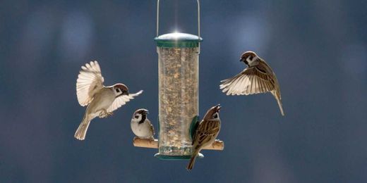 How to clean a bird feeder