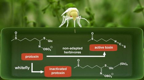 Surplus sugar helps whiteflies detoxify plant defenses