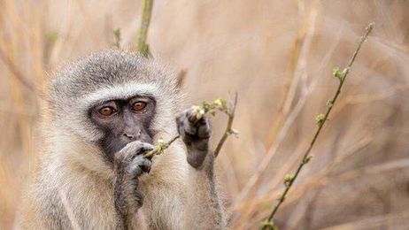 WATCH: Monkey Uses Branch To Reach Snack