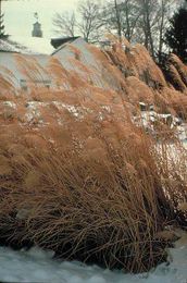 Give Grasses the Spotlight