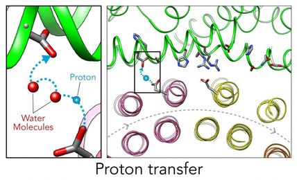First detailed look at how molecular Ferris wheel delivers protons to cellular factories