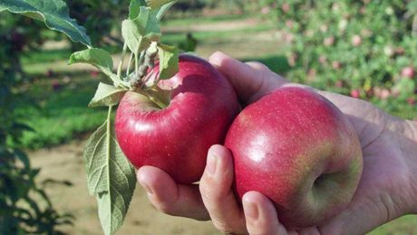 A guide to the apples at your local orchard