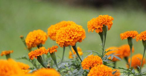 Fall Plants for Bees and Butterflies